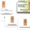 Arbeitskartei zum Lernteppich: Der menschliche Körper und seine Organe