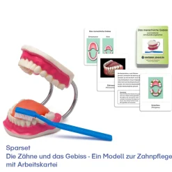Die Zähne und das Gebiss - Lernwerkstatt zur Zahnpflege mit Lern- und Aufgabenmaterial