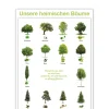 Lernposter Unsere heimischen Bäume (DOWNLOAD)