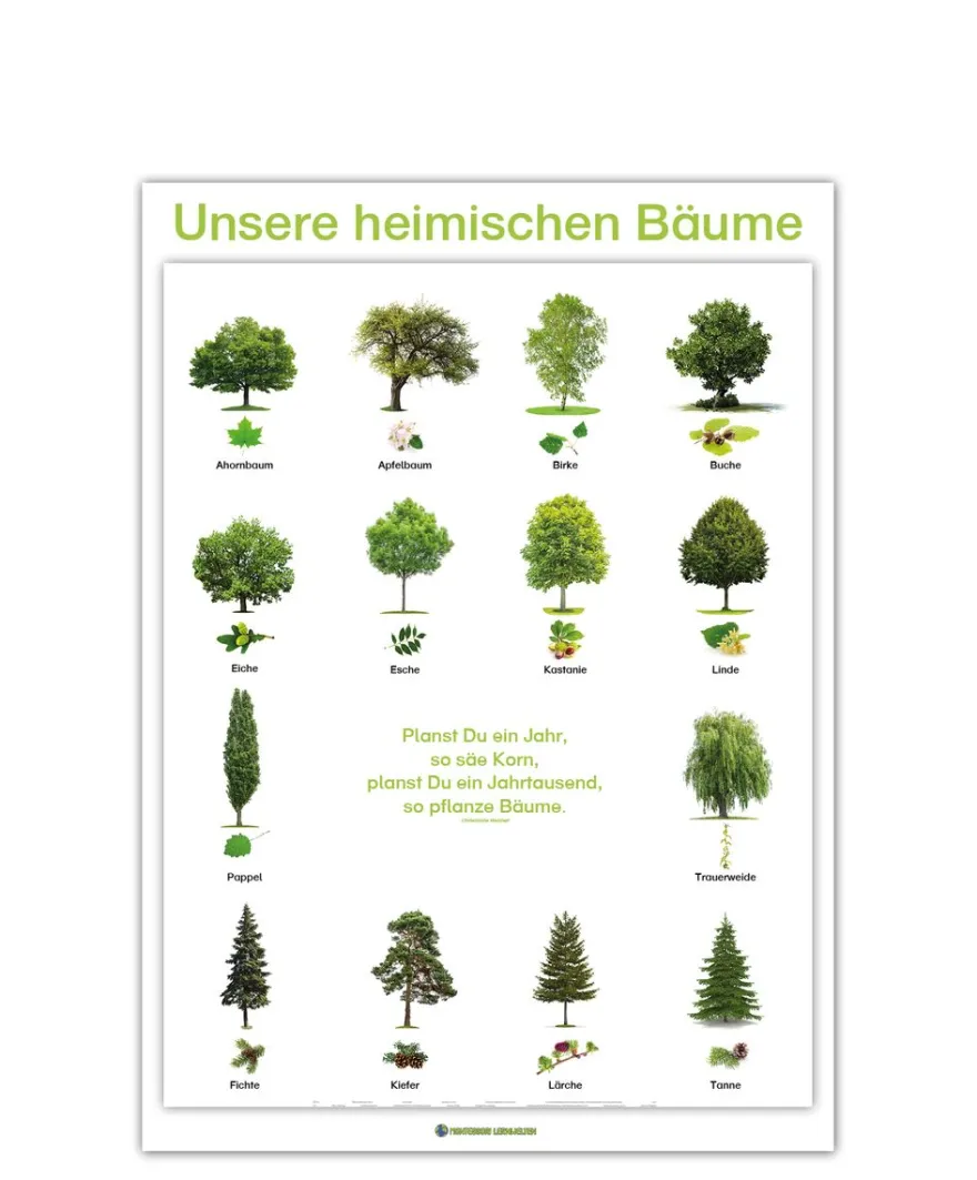 Lernposter Unsere heimischen Bäume (DOWNLOAD)