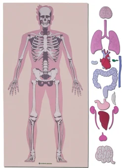 Lernteppich Körperteile mit Skelett